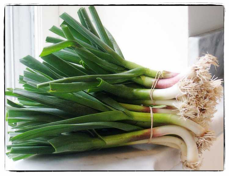 spring-garlic
