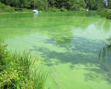 Stupidity virus discovered in green algae