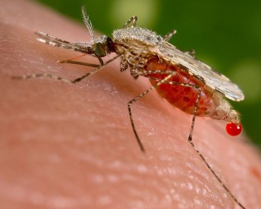 Drug-resistant malaria is spreading