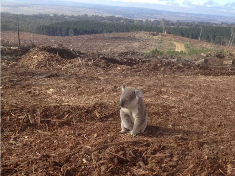  Sad Koala